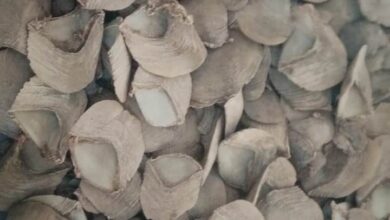 हाथी दांत